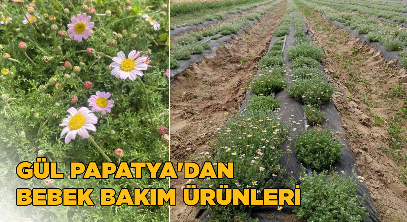 Gül Papatya’dan bebek bakım ürünleri!