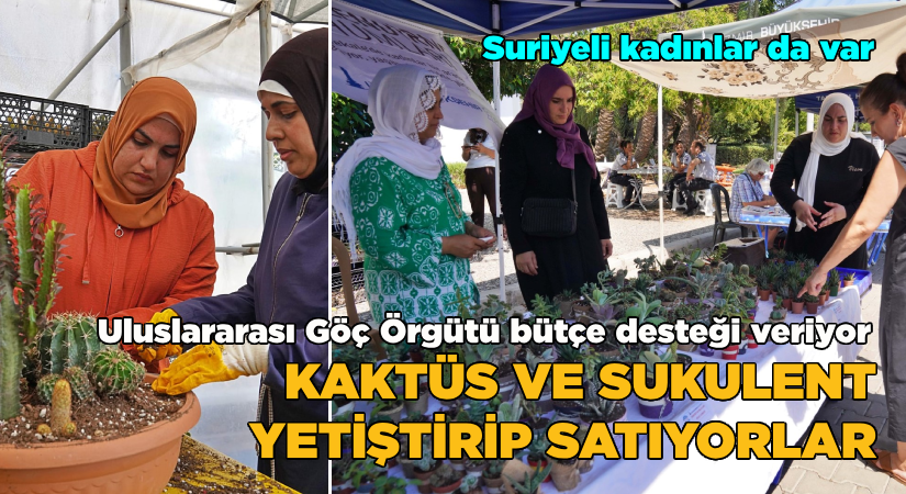 Kaktüs ve sukulent yetiştirip satıyorlar