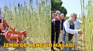 İzmir’de izinli kenevir hasadı yapıldı