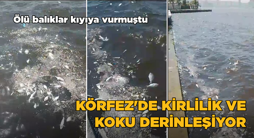 Körfezde kirlilik ve koku derinleşiyor