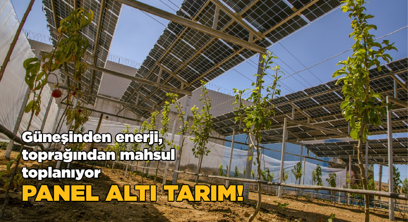 Güneşinden enerji, toprağından mahsul toplanıyor-Panel altı tarım!