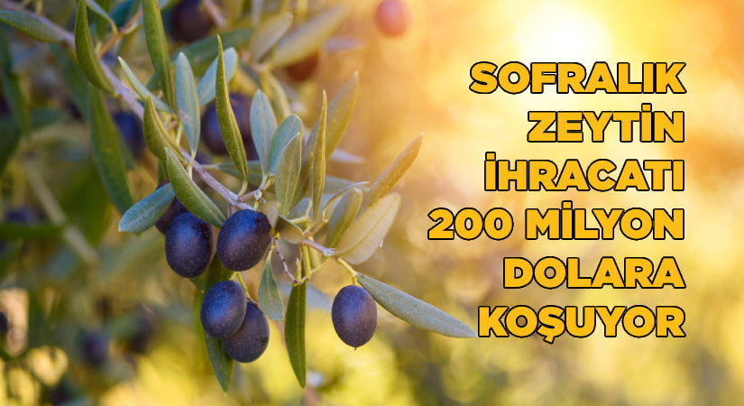 Sofralık zeytin ihracatı 200 milyon dolara koşuyor