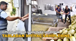 Çiftçinin 300 ton ürünü heba olmayacak; Tarladan ihtiyaç sahiplerine