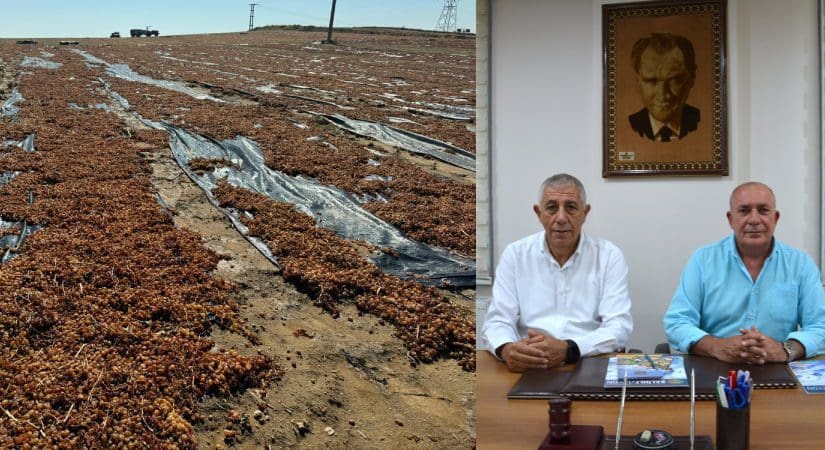 Gediz Ovası’nda bu yıl hasadın bereketi yok