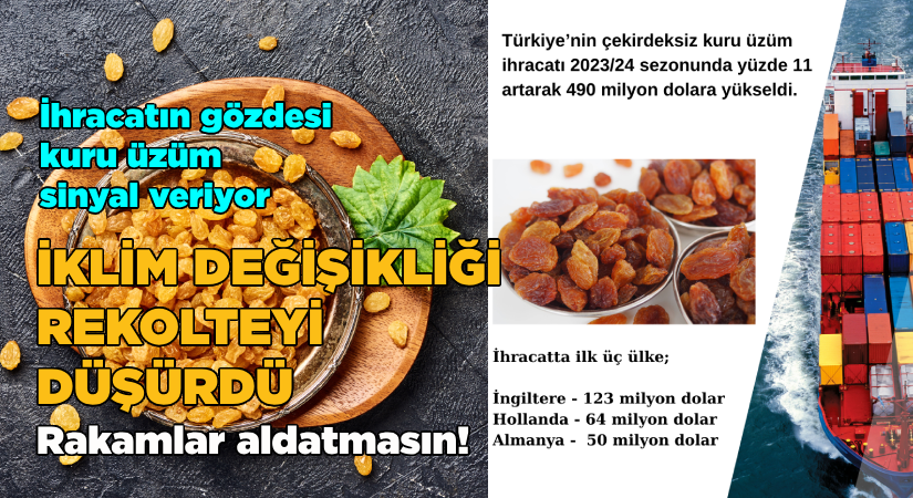 Çekirdeksiz kuru üzümde 490 milyon dolar ihracat