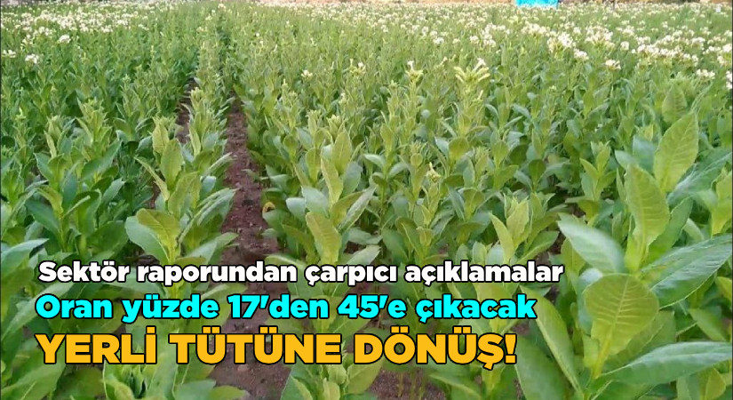 Sektör raporundan çarpıcı açıklamalar; Yerli tütüne dönüş