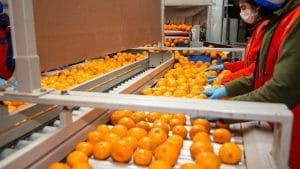 Satsuma mandalinada ihracat hedefi 150 milyon dolar