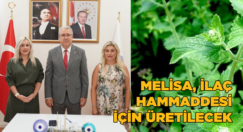Egeli akademisyenden Melisa bitkisini ilaç sektörüne kazandıracak proje