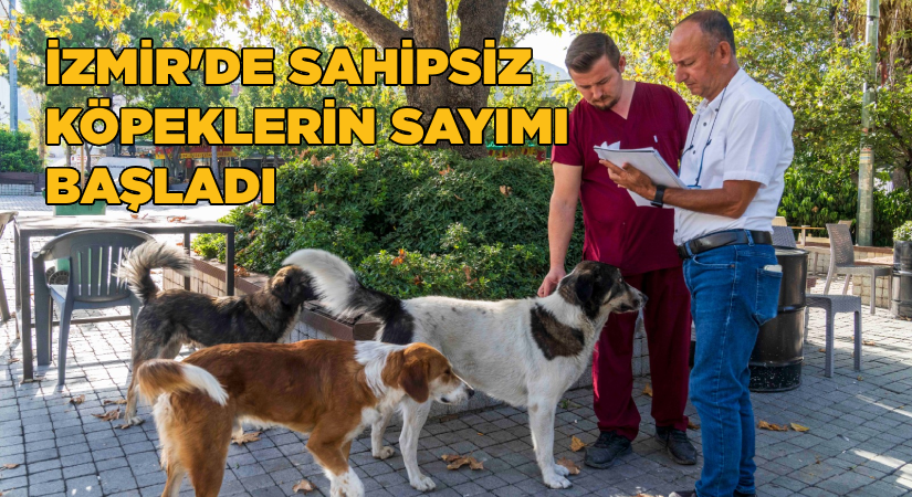 İzmir’de sahipsiz köpeklerin sayımı başladı