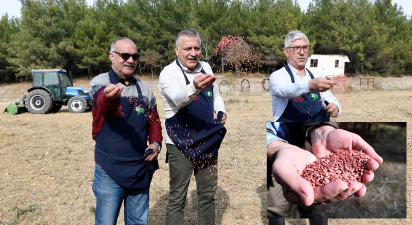 Belediye arazisine Ege Yıldızı Tritikale buğdayı ekildi