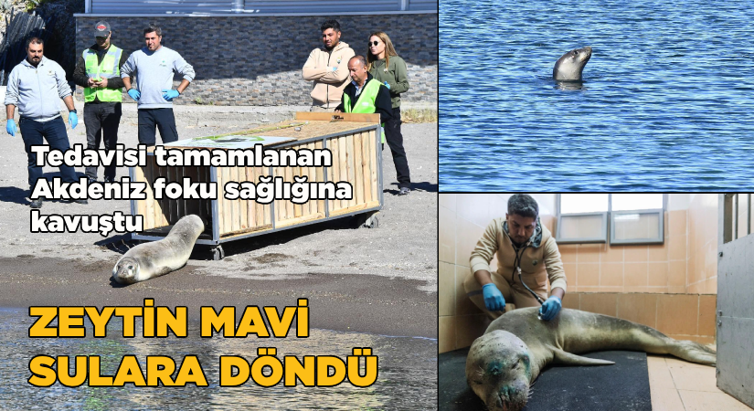 Tedavisi tamamlanan Akdeniz foku, sağlığına kavuştu