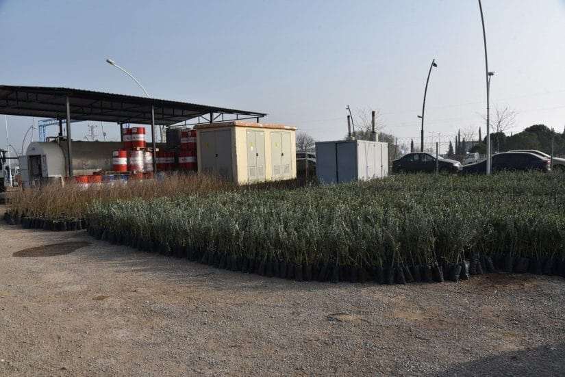 Yunusemre Belediyesi fidan dağıtacak