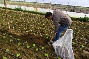 Verimli topraklar için Hümik asit uygulaması