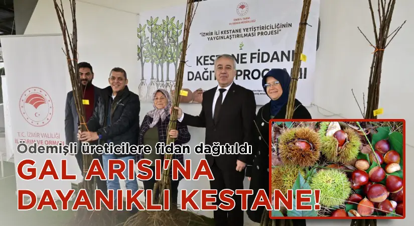 Gal Arısı’na dayanıklı kestane!