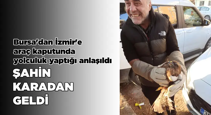 Araç kaputuna sıkışan şahin Bursa’dan Balçova’ya yolculuk yaptı