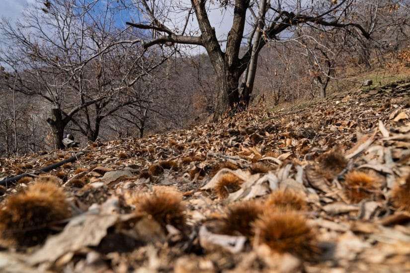 İzmir’de kestane kanseri ile mücadele sürüyor