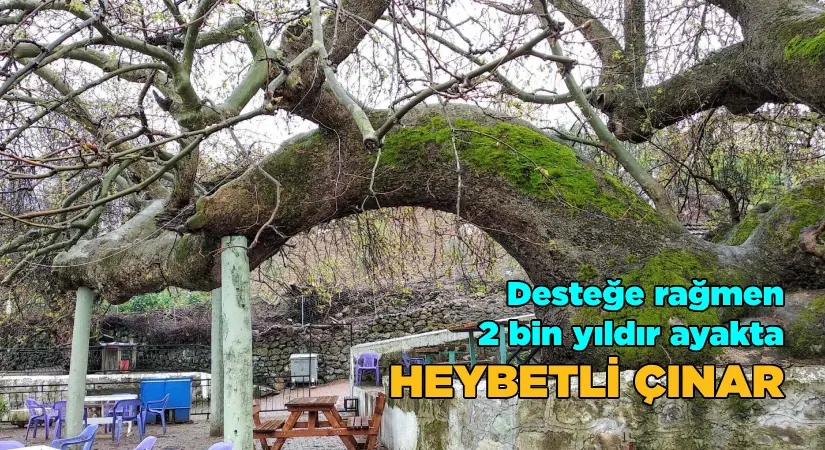 Yaşının 2 binden fazla olduğu söyleniyor; Destekle ayakta duran çınar ağacı
