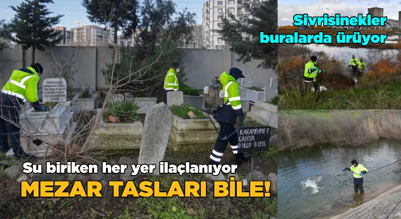 Su birikintisi olan her yer ilaçlanıyor.. Mezar tasları bile!