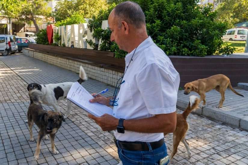 11 ilçede sahipsiz hayvan sayımı tamamlandı