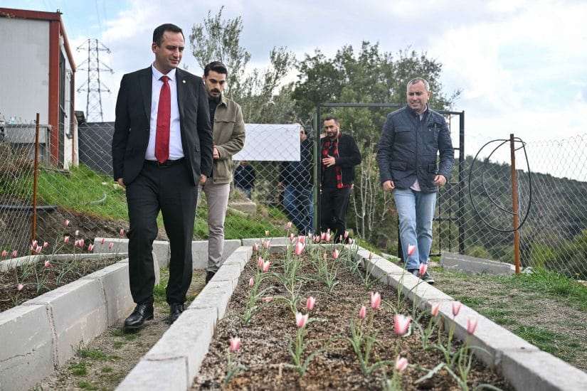Bornova Lalesi 30 yıl sonra yeniden çiçek açtı