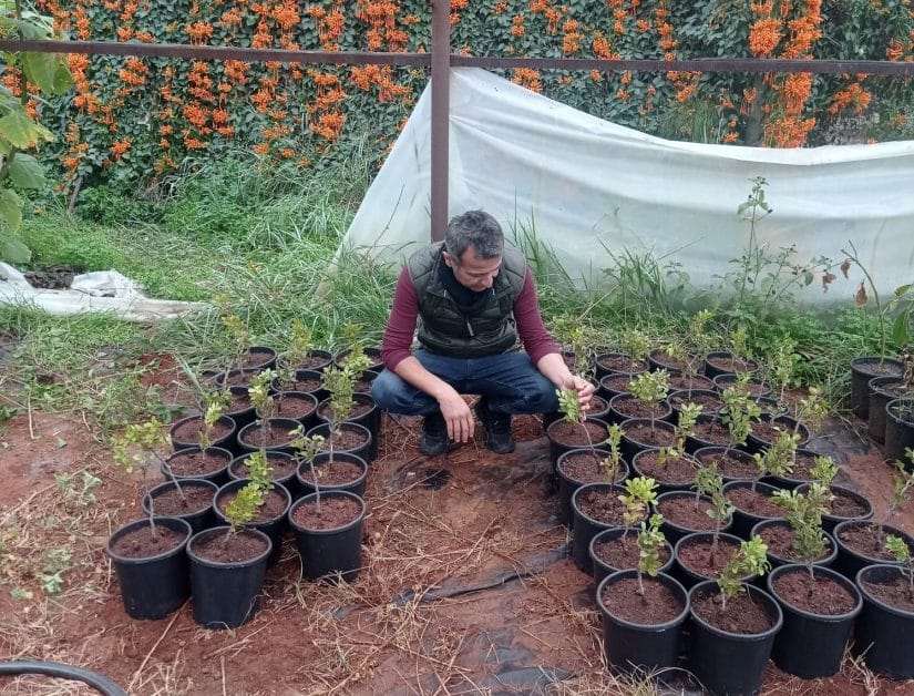 Çeşme Damla Sakızı Üretimi Büyüyor!