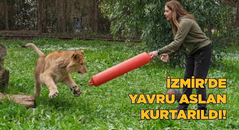 İzmir’de yavru aslan kurtarıldı
