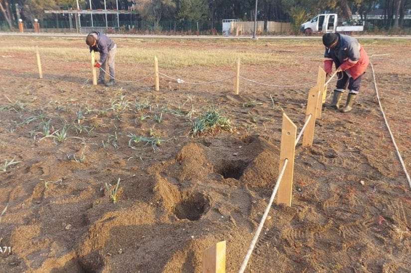 Kum Zambakları Koruma Altında