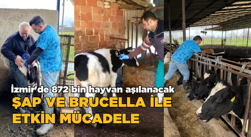 İzmir’de 872 bin hayvan aşılanacak; Şap ve Brucella ile etkin mücadele