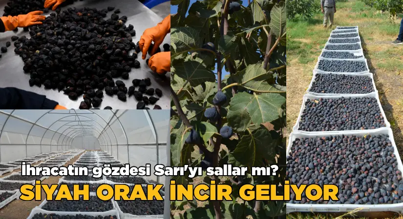 Siyah Orak İnciri, dünya pazarında dengeleri değiştirebilir