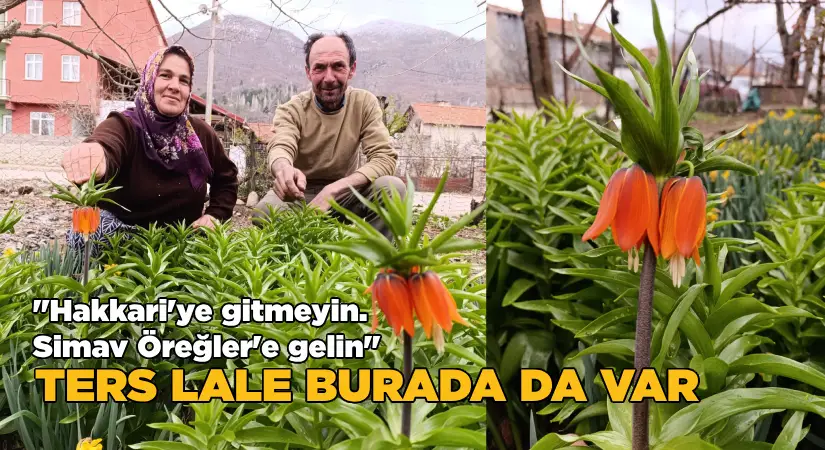 “Hakkari’ye gitmeyin. Simav Öreğler’e gelin” Ters Lale burada da var