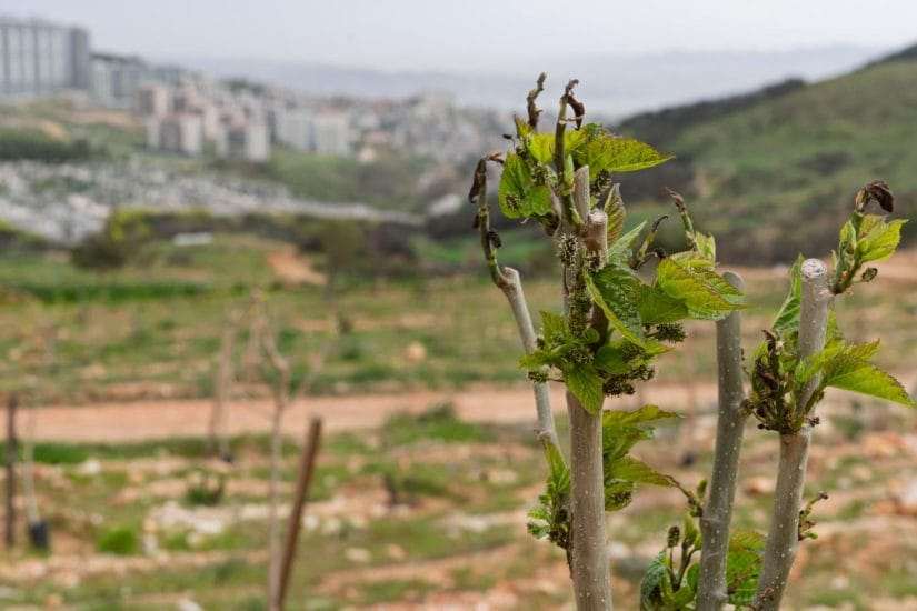 Yamanlar yangınında zarar gören ağaçlar yaşama tutundu