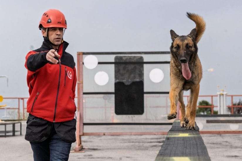 Kurtarma köpekleri afetlerde kazazedeye ulaşmak için eğitiliyor