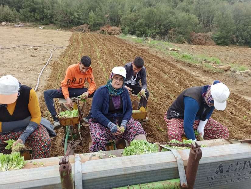 Kotanın kaldırılması üreticilerin ilgisini artırdı. Tütün ekimleri başladı