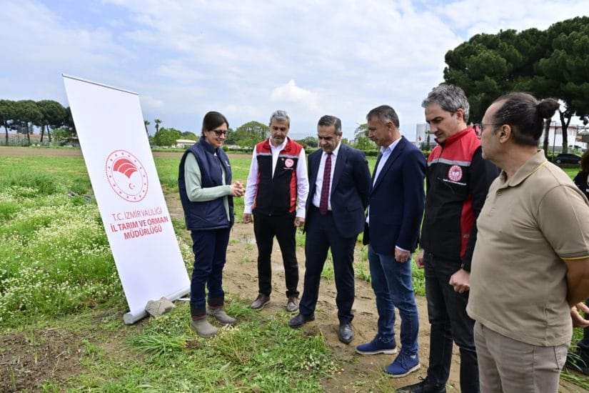 Üreticilere kuşkonmaz fidesi dağıtıldı