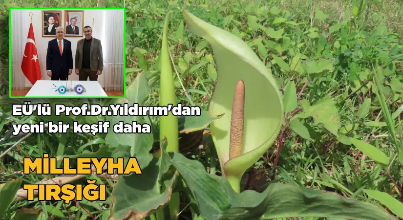Milleyha kuşcennetinden yeni bir Yılanyastığı türü keşfedildi: “Milleyha tırşığı”