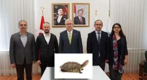 Kırmızı yanaklı su kaplumbağasının biyolojik özellikleri incelenecek