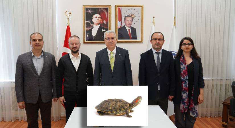 Kırmızı yanaklı su kaplumbağasının biyolojik özellikleri incelenecek