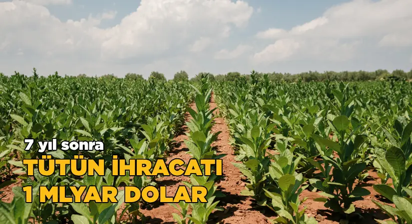 Tütün sektörü 7 yıl sonra ihracatta 1 milyar dolar sınırını aştı