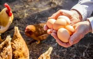 Sofralık Yumurta İhracatında DFİF Kesintisi Kaldırıldı