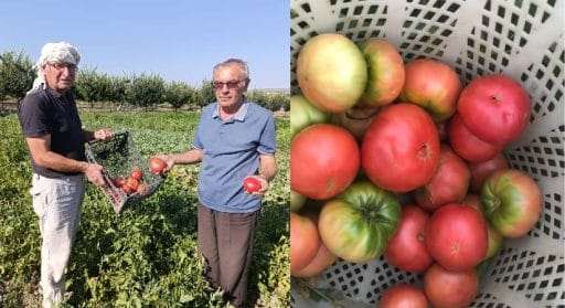 Emekli Öğretmenin Ata Tohumuyla ürettiği domatesler kapışılıyor