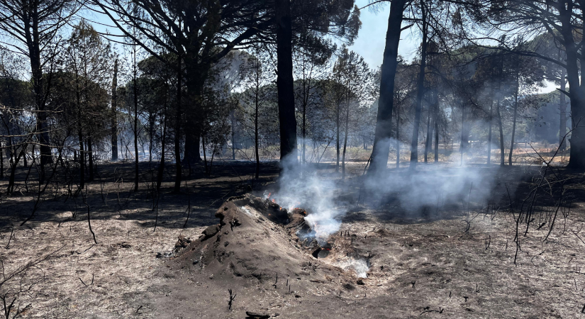 Bergama’daki yangın kontrol altına alındı