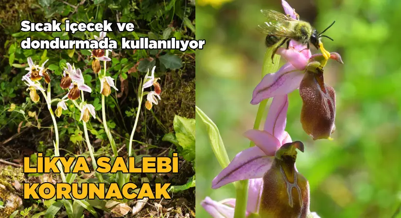 Likya salebi koruma altına alındı