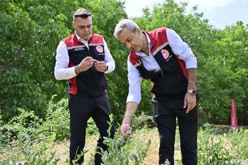 İzmir’de Toprakta İlk Blueberry Hasadı Yapıldı