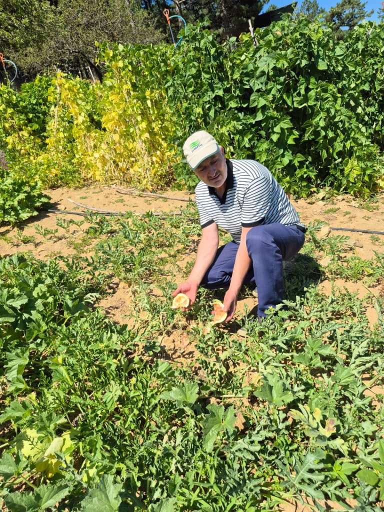 Ayı tarlaya zarar verdi