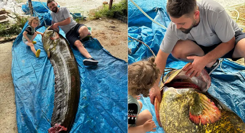 Demirköprü Barajı’nda 114 Kiloluk Dev Yayın Balığı Yakalandı