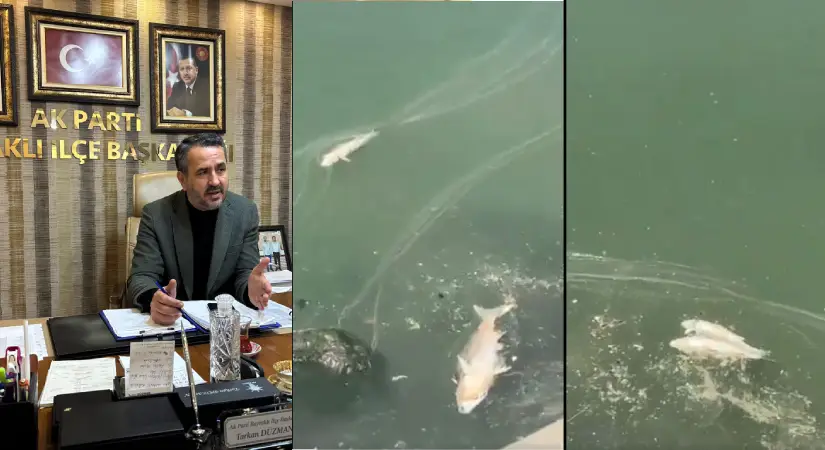 AK Partili Düzman, belediyeye yüklendi: Körfez kokusuna, ölü balık kokusu eklendi