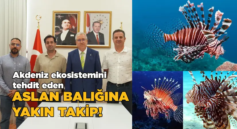 Akdeniz ekosistemini tehdit eden, Aslan balığına yakın takip!