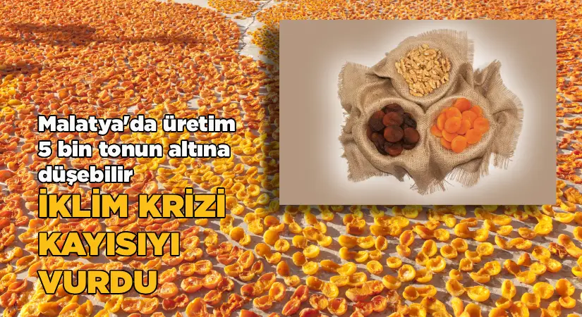 İklim Krizi Kayısıyı Vurdu: Malatya’da Üretim 5 Bin Tonun Altına Düşebilir