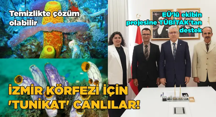 İzmir Körfezi için kurtarıcı ‘Tunikat’ canlılar