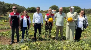Çeşme kavununda hasat zamanı